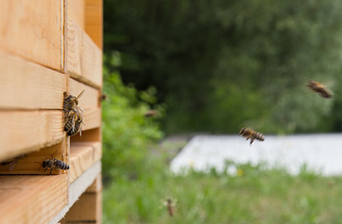 Bienenprojekt an der Justus-von-Liebig Schule Aalen